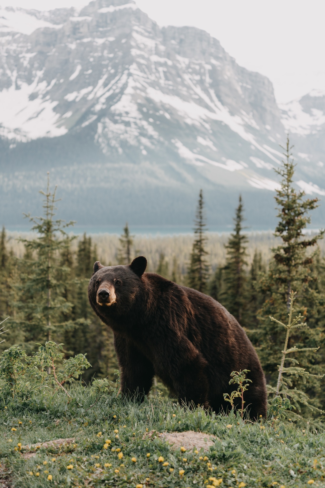 Bear in a mountain forest landscape